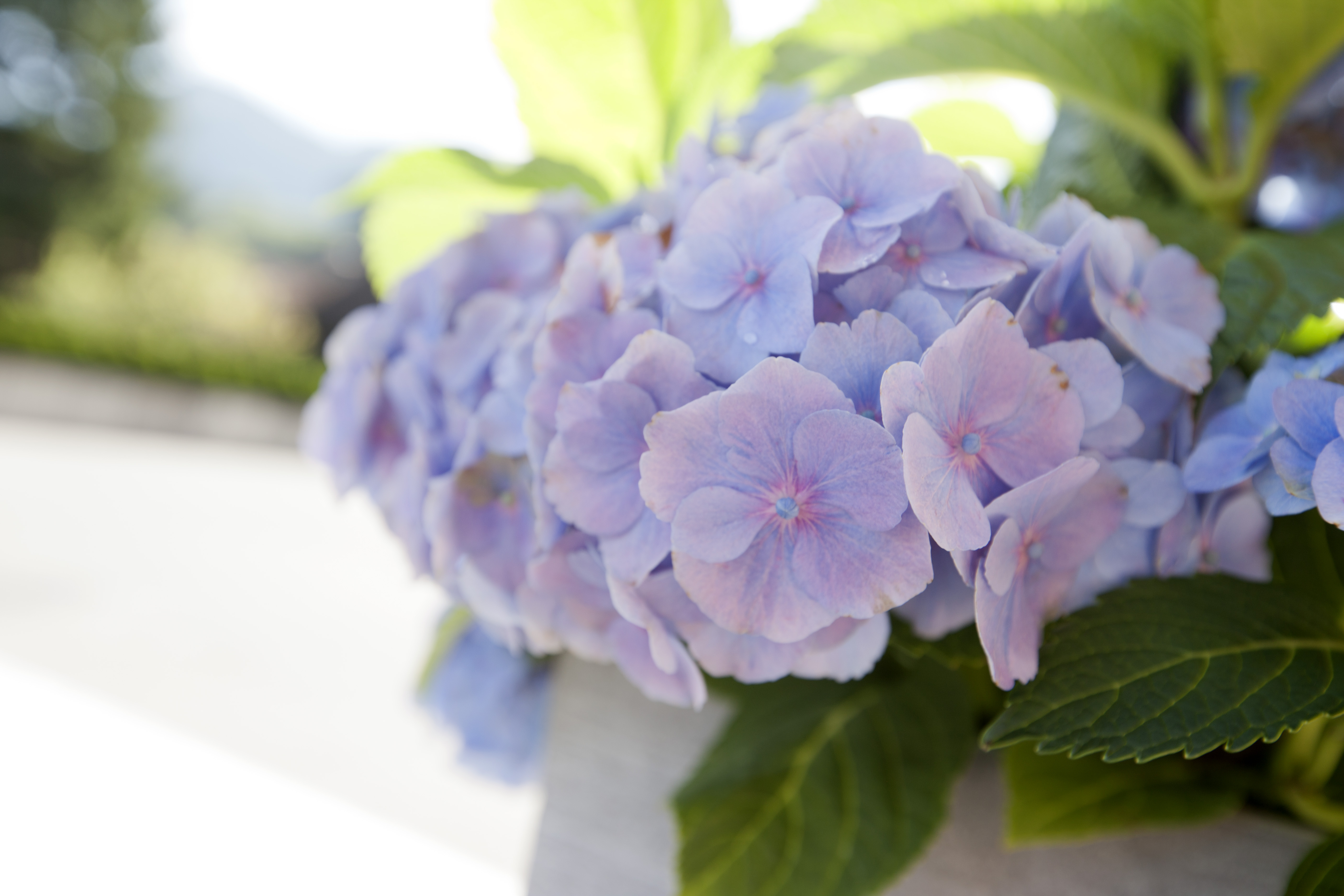 Blumen, Eingang Hotel am Garnmarkt