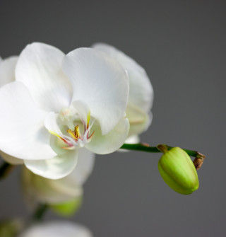 Orchidee, Hotel am Garnmarkt