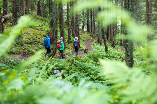 klimaschutzprojekt wald 