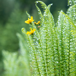 waldbaden klimaschutz wald